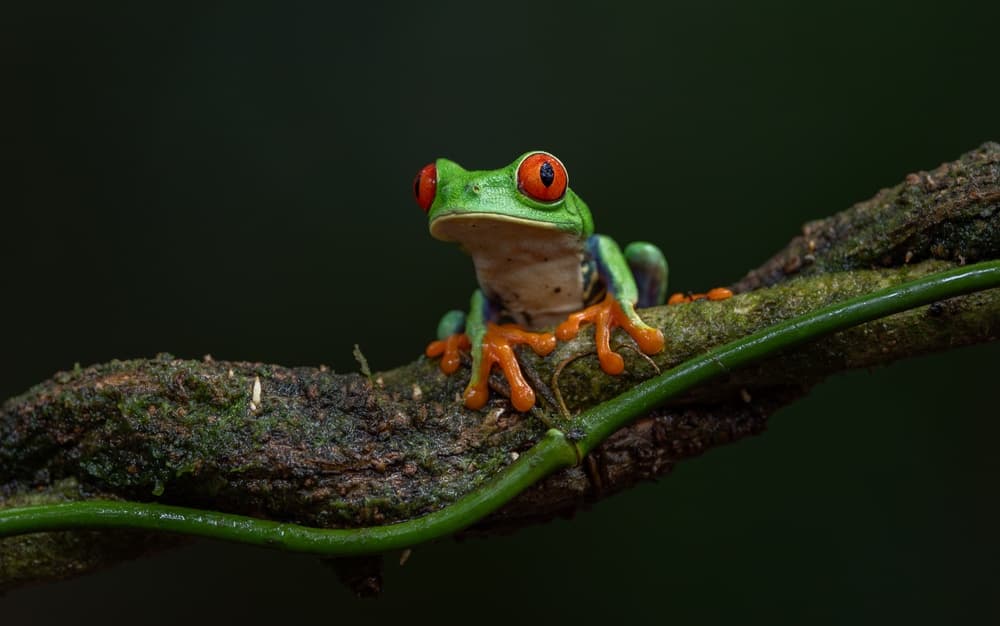 Grenouille du Costa Rica : lesquelles observer ?