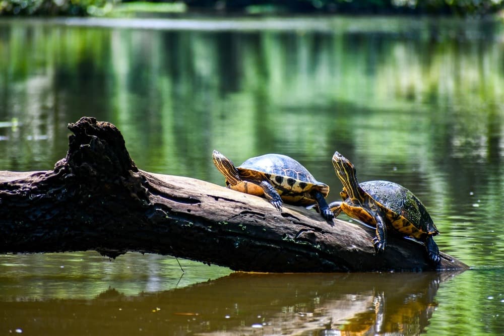 Quels sont les animaux emblématiques du Costa Rica à voir lors d’un voyage ?